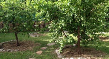 Jaké jabloně je lepší zasadit ve venkovském domě na předměstí, popis a vlastnosti odrůd